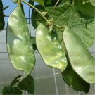 Jinke' Green Hyacinth Bean Organic 15 PCS Seeds
