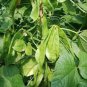 Jinke' Green Hyacinth Bean Organic 15 PCS Seeds