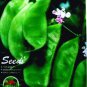 Jinke' Green Hyacinth Bean Organic 15 PCS Seeds