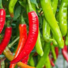 Jintai jin Jiao 1.0 Red Pod Pepper Chili Vegetable 5 PCS Seeds Jintai jin Jiao 1.0 Red Pod Pepper Chili Vegetable 5 PCS Seeds