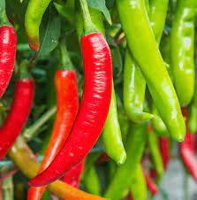 Jintai jin Jiao 1.0 Red Pod Pepper Chili Vegetable 5 PCS Seeds