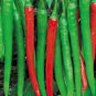 Jintai jin Jiao 1.0 Red Pod Pepper Chili Vegetable 5 PCS Seeds