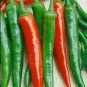 Jintai jin Jiao 1.0 Red Pod Pepper Chili Vegetable 5 PCS Seeds