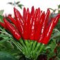 Jintai Red Line Pepper (green line, jinjiao 1.0 F1, pig intestines pepper) 1000 PCS Seeds