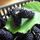Jumbo Thornless Blackberry 100 PCS Seeds Jumbo Thornless Blackberry 100 PCS Seeds