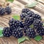 Jumbo Thornless Blackberry 100 PCS Seeds