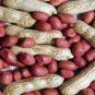 Jumbo Virginia Peanuts Untreated