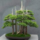 Juniperus Chinensis Tree Semente Plant Chinese Dragon Arborvitae 120 PCS Seeds