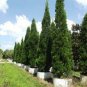 Juniperus Chinensis Tree Semente Plant Chinese Dragon Arborvitae 120 PCS Seeds