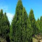 Juniperus Chinensis Tree Semente Plant Chinese Dragon Arborvitae 120 PCS Seeds