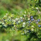 Juniperus Communis 50 PCS Seeds