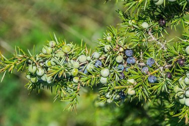 Juniperus Communis 50 PCS Seeds
