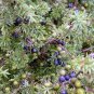 Juniperus Communis 50 PCS Seeds