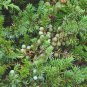 Juniperus Communis 50 PCS Seeds