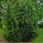 Juniperus Communis 50 PCS Seeds