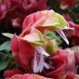 Justicia Brandegeana Bonsai DIY Home Garden Potted Or Yard Flower Plant  100 PCS Seeds