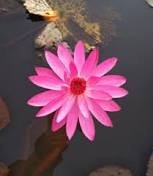Justin Pink Water Lily Nymphaea Flower 1 PCS Seeds