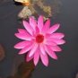 Justin Pink Water Lily Nymphaea Flower 1 PCS Seeds