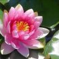 Justin Pink Water Lily Nymphaea Flower 1 PCS Seeds