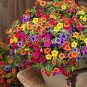 Kabloom Calibrachoa Mixed Bonsai Hanging Petunia 200 PCS Seeds