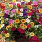 Kabloom Calibrachoa Mixed Bonsai Hanging Petunia 200 PCS Seeds