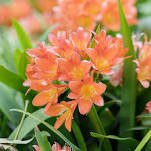 Kaffir Lily Clivia Plants 100 PCS Seeds