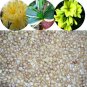 Kaffir Lily Clivia Plants 100 PCS Seeds