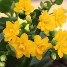 Kalanchoe Bonsai Longevity Flower Potted Plants 100 PCS Seeds