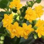 Kalanchoe Bonsai Longevity Flower Potted Plants 100 PCS Seeds