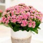 Kalanchoe Bonsai Longevity Flower Potted Plants 100 PCS Seeds