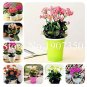 Kalanchoe Bonsai Longevity Flower Potted Plants 100 PCS Seeds