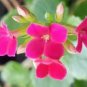 Kalanchoe Longevity Flower Seeds Rose Red Flowers 100 PCS Seeds