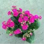 Kalanchoe Longevity Flower Seeds Rose Red Flowers 100 PCS Seeds