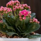 Kalanchoe sementes Seeds Succulent Bonsai 50 PCS Seeds Kalanchoe sementes Seeds Succulent Bonsai 50 PCS Seeds