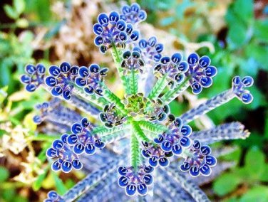 Kalanchoe Thyrsiflora Exotic and Rare Xeriscaping mesembs Succulents Arcis 100 PCS Seeds
