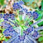 Kalanchoe Thyrsiflora Exotic and Rare Xeriscaping mesembs Succulents Arcis 100 PCS Seeds