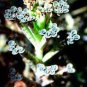 Kalanchoe Thyrsiflora Exotic and Rare Xeriscaping mesembs Succulents Arcis 100 PCS Seeds