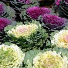 Kale Brassica Oleracea Ornamental Cabbage 30 PCS Seeds