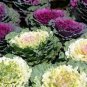 Kale Brassica Oleracea Ornamental Cabbage 30 PCS Seeds