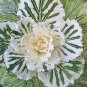 Kale Brassica Oleracea Ornamental Cabbage 30 PCS Seeds