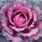 Kale Brassica Oleracea Ornamental Cabbage 30 PCS Seeds