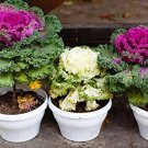 Kale Flowering Ornamental Cabbage Flower 100 PCS Seeds Kale Flowering Ornamental Cabbage Flower 100 PCS Seeds