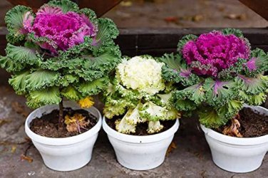 Kale Flowering Ornamental Cabbage Flower 100 PCS Seeds