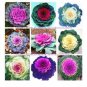 Kale Flowering Ornamental Cabbage Flower 100 PCS Seeds