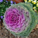 Kale Ornamental Brassica Oleracea Collard Winter Flowers 30 PCS Seeds Kale Ornamental Brassica Oleracea Collard Winter Flowers 30 PCS Seeds