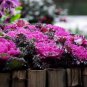 Kale Ornamental Brassica Oleracea Collard Winter Flowers 30 PCS Seeds