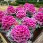 Kale Ornamental Brassica Oleracea Collard Winter Flowers 30 PCS Seeds
