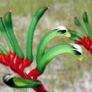 Kangaroo Paw Rare Flowers 20 PCS Seeds