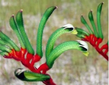 Kangaroo Paw Rare Flowers 20 PCS Seeds
