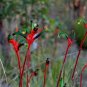 Kangaroo Paw Rare Flowers 20 PCS Seeds